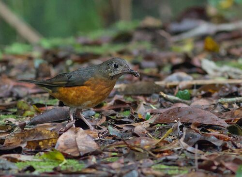 Everett's Thrush