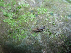 Hebarditettix armatus