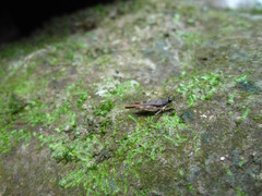 Hebarditettix armatus