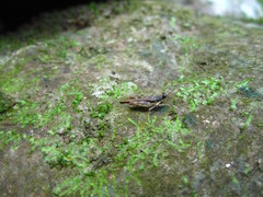 Hebarditettix armatus