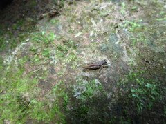 Hebarditettix armatus