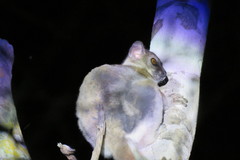 Lepilemur ruficaudatus