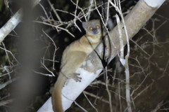 Lepilemur ruficaudatus