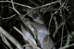 Lepilemur ruficaudatus