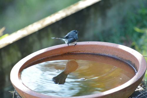 Grey Fantail
