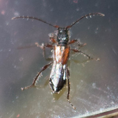 Molorchus longicollis