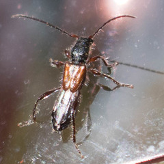 Molorchus longicollis