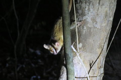 Microcebus murinus