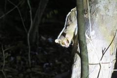 Microcebus murinus