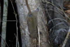 Microcebus murinus
