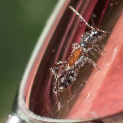 Molorchus longicollis