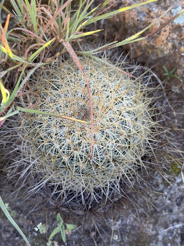 Mammillaria discolor
