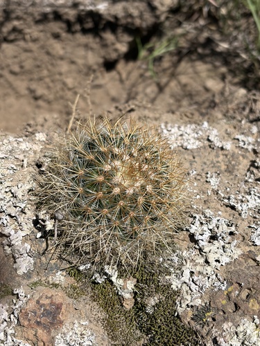 Mammillaria discolor