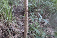 Cordyline manners-suttoniae