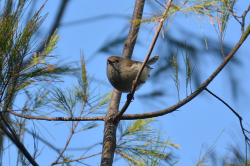 Brown Thornbill