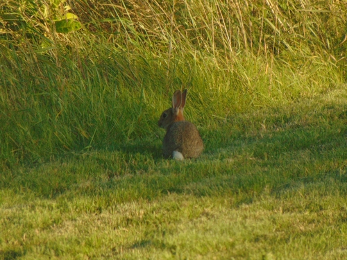 European Rabbit