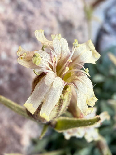 Silene suksdorfii, 2026-08-03