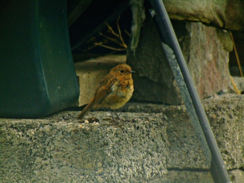 European Robin