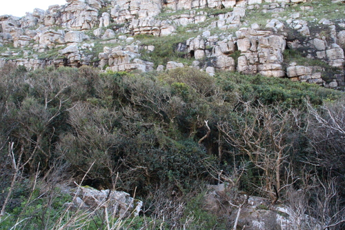 Maurocenia frangula, photograph 6