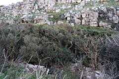 Maurocenia frangula, photograph (c) Tony Rebelo, some rights reserved (CC BY-SA)