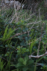 (c) Tony Rebelo, some rights reserved (CC BY-SA) Cussonia thyrsiflora, photograph (c) Tony Rebelo, some rights reserved (CC BY-SA)