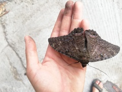 Ascalapha odorata