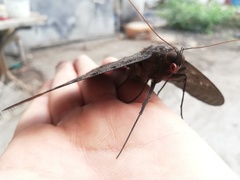 Ascalapha odorata