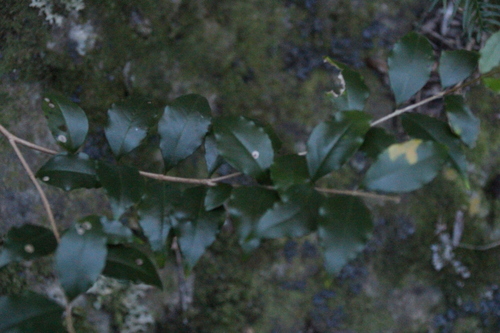 Olinia ventosa, photograph 3