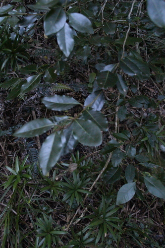 Olinia ventosa, photograph 2