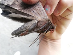 Ascalapha odorata