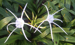 Hymenocallis speciosa