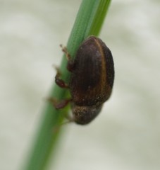 Lignyodes enucleator