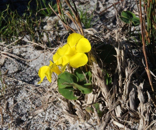 Oxalis luteola, photograph 4