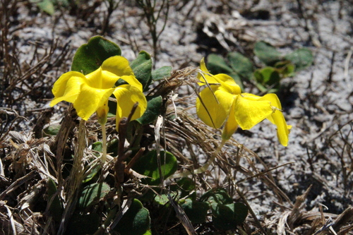 Oxalis luteola, photograph 5