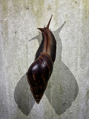 African Giant Snail