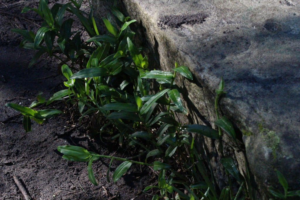 Commelina africana; photograph (c) Tony Rebelo, some rights reserved (CC BY-SA)