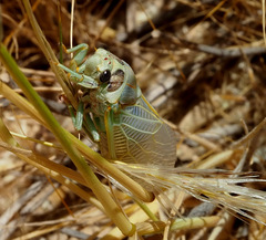 Cicadatra querula