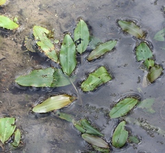 Potamogeton natans