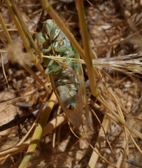 Cicadatra querula