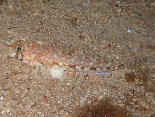 Slender Goby, Caramassaigne, Marseille, France, photo 9 of 10