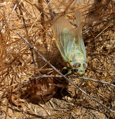 Cicadatra querula