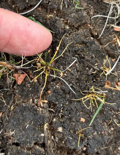 Isolepis setacea, photograph 5