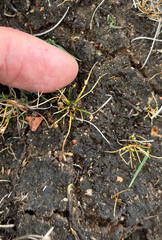 Isolepis setacea, photograph (c) Andreas Schneider, some rights reserved (CC BY)