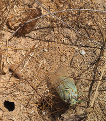 Cicadatra querula