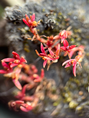Crassula aquatica