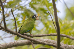 Amazona ventralis