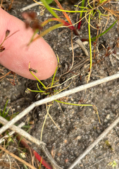 Isolepis setacea