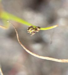 Isolepis setacea, photograph (c) Andreas Schneider, some rights reserved (CC BY)