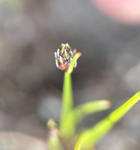 Isolepis setacea, photograph 2