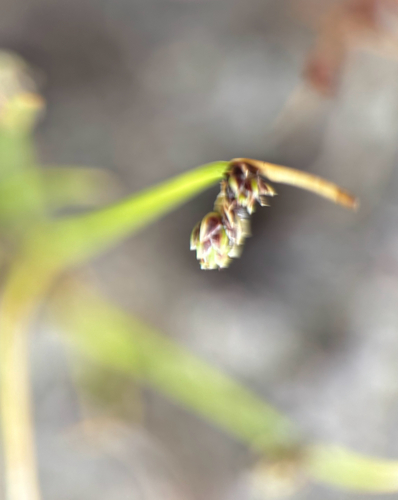 Isolepis setacea, photograph 3